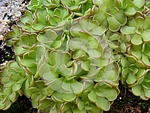 Pinguicula