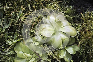 Pinguicula gigantea x moctezumae