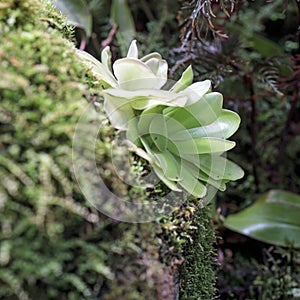 Pinguicula gigantea x moctezumae is a tropical species of carnivorous plant in the family Lentibulariaceae. Flypaper traps