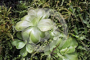 Pinguicula gigantea x moctezumae is a tropical species of carnivorous plant in the family Lentibulariaceae. Flypaper traps photo