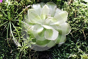 pinguicula gigantea x moctezumae is tropical species of carnivorous plant in the family Lentibulariaceae. Flypaper traps. photo