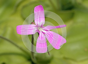 Pinguicula moranensis