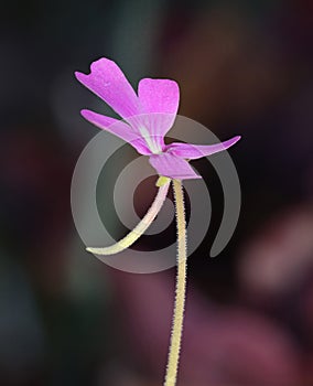 Pinguicula moranensis