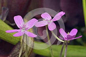 Pinguicula moranensis