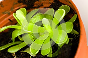 Pinguicula sethos , a exotic,carnivorous plant