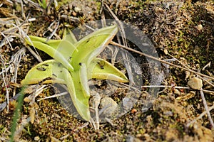 Pinguicula vulgaris, the common butterwort, on the ground photo