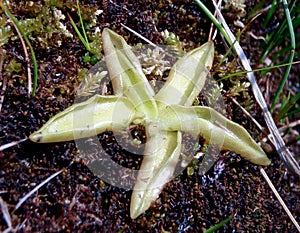 Pinguicula vulgaris