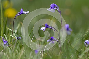 Pinguicula vulgaris common butterworth perennial carnivorous flowers in bloom, purple blue small flowering plant in grass
