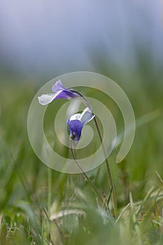 Pinguicula vulgaris common butterworth perennial carnivorous flowers in bloom, purple blue small flowering plant in grass