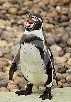 Pinguin