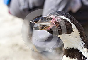 Pinguin is being fed