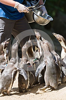 Pinguin is being fed