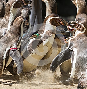 Pinguin is being fed