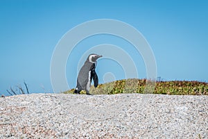 Pinguin in Cape Town South Africa