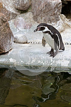 Penguins ,Sphenisciformes photo