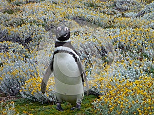 Pinguin in a green and yellow moss in seno otway reservation in chile