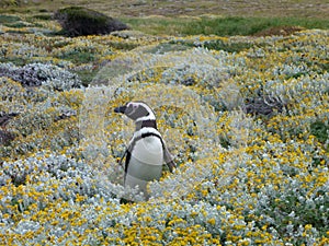 Pinguin in a green and yellow moss in seno otway reservation in chile