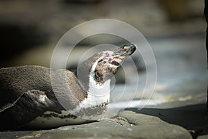 Pinguin is out of his swimming pool in zoo.