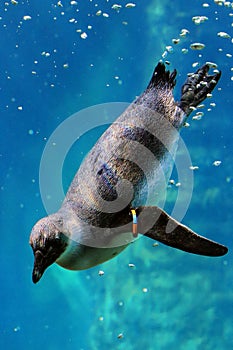 Pinguin, penguin is swiming under water