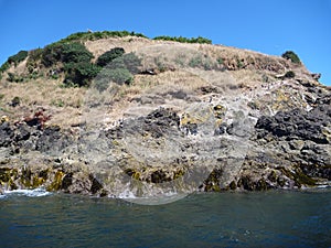 Pinguin reservation islotes de punihuil on chiloe island in chile