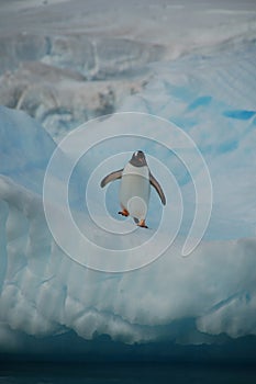 Pinguin on watch
