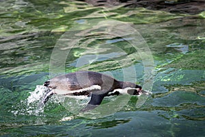 A pinguine jumping out of the water while swimming