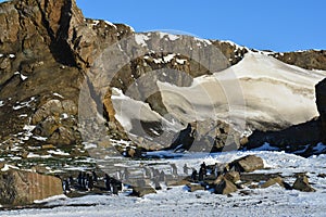 Pinguins in Antsrctic. photo