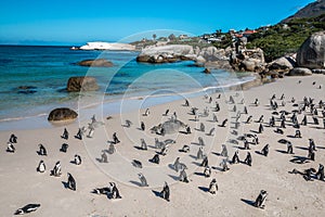 Pinguins in Cape Town South Africa photo