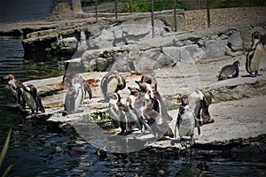 Penguins in the Chester Zoo, in the UK