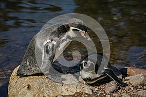 Pinguins love photo