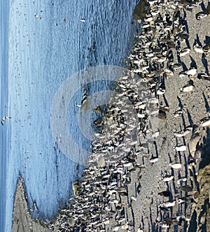 Pinguins of Magellan in Chile