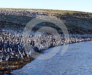Pinguins of Magellan in Chile photo