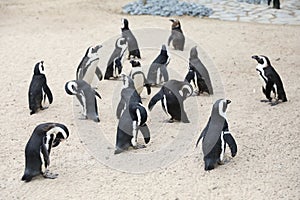Pinguins photo