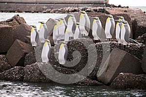 Pinguins in salerno photo