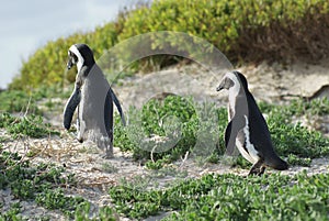 Pinguins photo