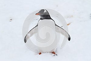 Pingvivn Gentoo which is worth its wings outspread