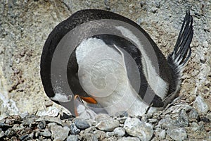 PingÃÂ¼inos Papua en la Peninsula Antartica photo