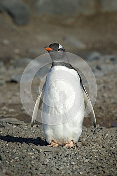 PingÃÂ¼inos Papua en la Peninsula Antartica photo