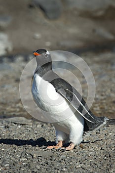 PingÃÂ¼inos Papua en la Peninsula Antartica