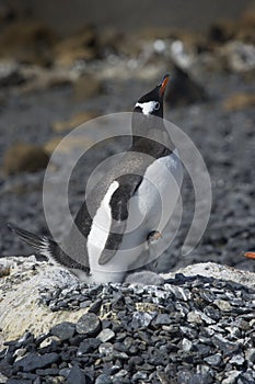 PingÃÂ¼inos Papua en la Peninsula Antartica photo