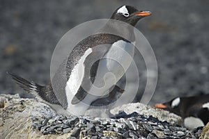 PingÃÂ¼inos Papua en la Peninsula Antartica