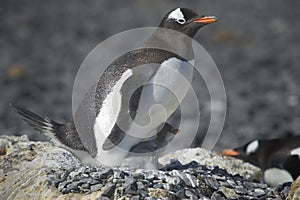 PingÃÂ¼inos Papua en la Peninsula Antartica photo