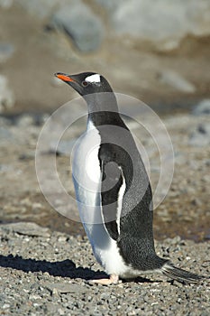 PingÃ¼inos Papua en la Peninsula Antartica