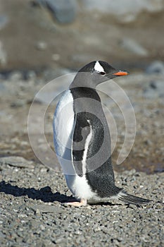 PingÃ¼inos Papua en la Peninsula Antartica