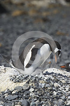 PingÃ¼inos Papua en la Peninsula Antartica