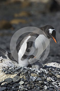 PingÃ¼inos Papua en la Peninsula Antartica