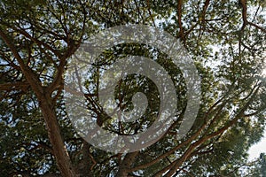 Pinia pine, Italian pine