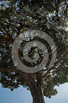 Pinia pine, Italian pine