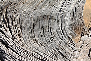 Pinion Pine Wood photo