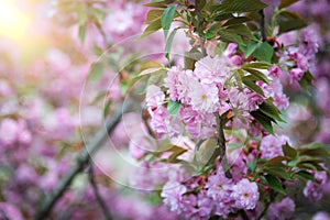 Pink abloom cherry (sakura) blossom